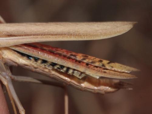 Réf. 293 435 : Iris oratoria